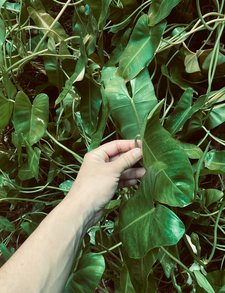 mais tenant feuille verte