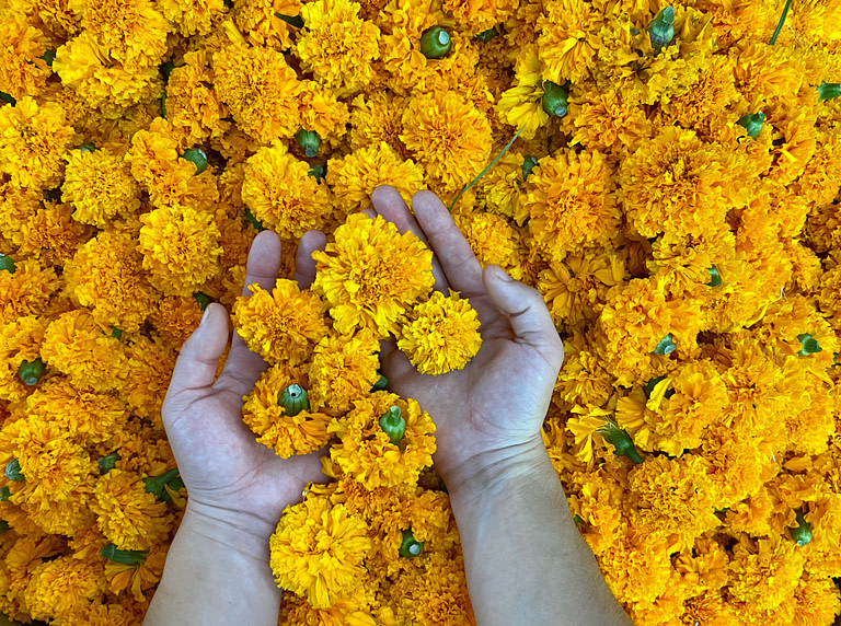 main dans champ de fleurs jaune